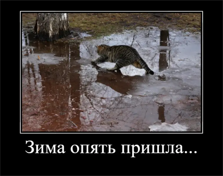 Кот
